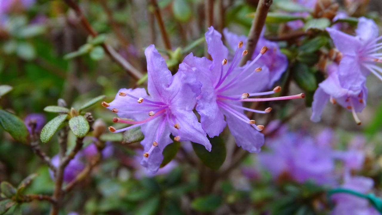 R. nivale ssp. boreale